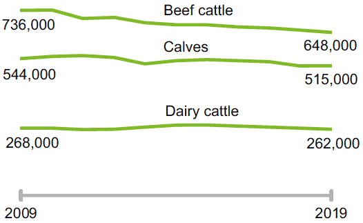 Cattle numbers continue long term decline