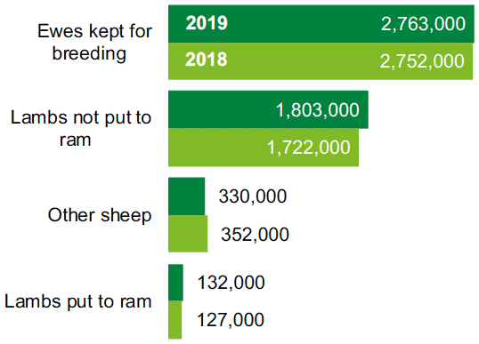 Sheep numbers recover from poor weather