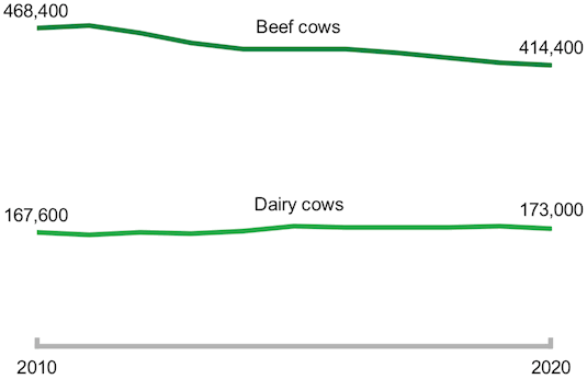 A chart showing beef cow and dairy cow numbers from 2010-2020.