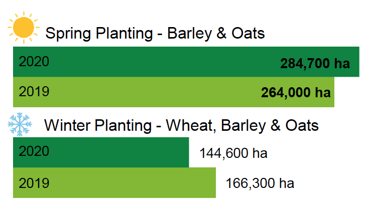 A chart showing the areas of spring planting and winter planting of cereals in 2020 and 2019.