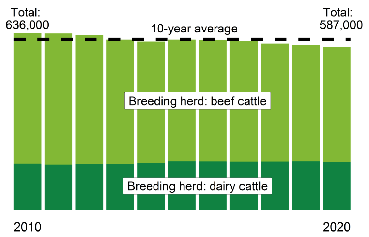 A chart showing a breakdown of the cattle breeding herd from 2010-2020.