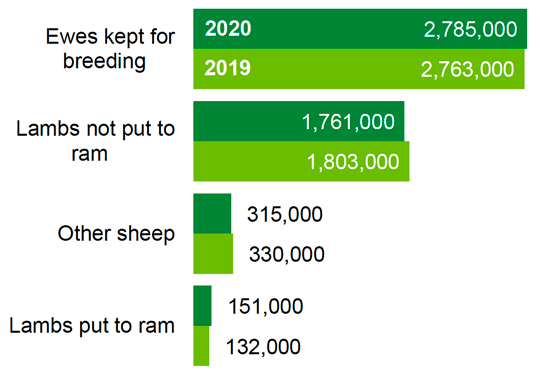 A chart showing the number of sheep in 2020 split by category of sheep.