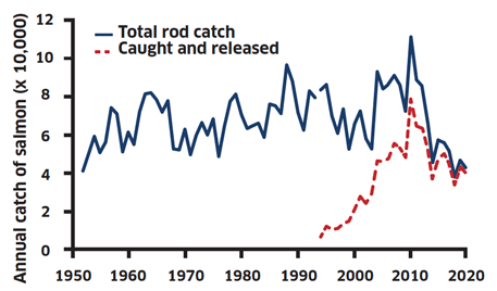 Line graph showing annual rod catch of salmon since 1952 and salmon caught and released since 1994.