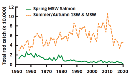 Line graph showing rod caught spring fish and rod caught summer/autumn fish from 1952 to 2020.