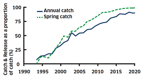 Line graph showing proportion of salmon released from rod fishery as annual catch and spring catch.