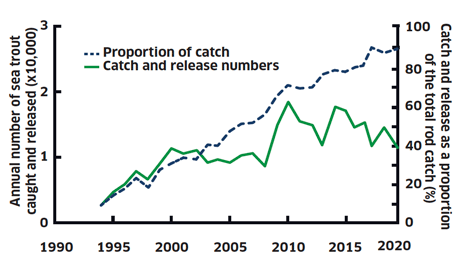 Line graph showing the number and proportion of rod caught sea trout released since 1994.