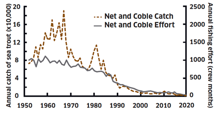 Line graph showing annual net and coble catch and effort since 1952.
