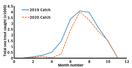 Line graph showing the 2019 and 2020 sea trout catch for all methods by month for comparison.