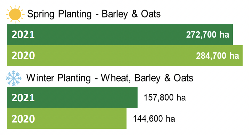 A chart showing the areas of spring planting and winter planting of cereals in 2021 and 2020.