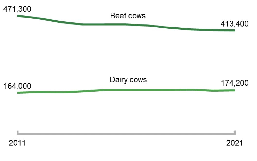 A chart showing beef cow and dairy cow numbers from 2011-2021.