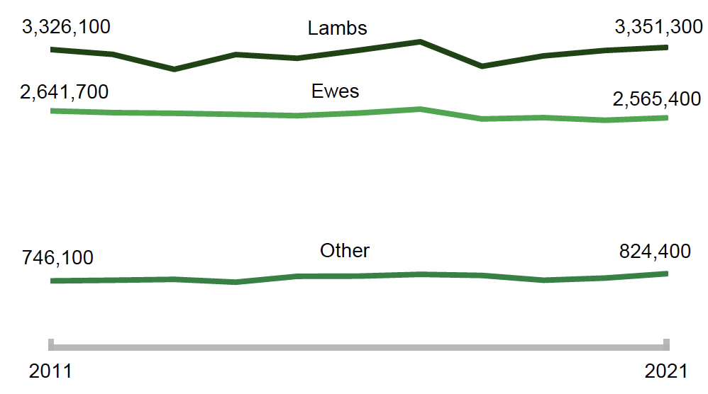 A chart showing lambs, ewes and other sheep from 2011-2021.