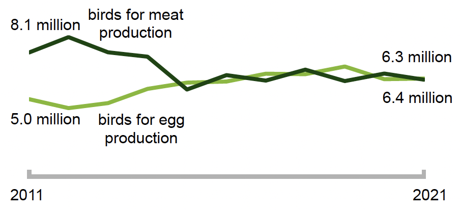 A chart showing birds for meat production and birds for egg production from 2011-2021.
