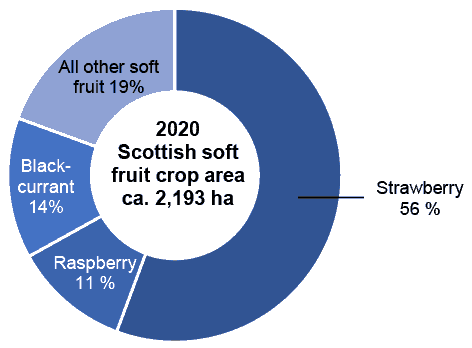Doughnut chart showing percentage areas of soft fruit crop types grown in Scotland in 2020.