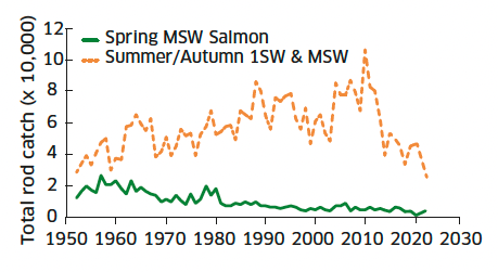 Line graph showing annual rod catch from 1952 to 2021, comparing number of spring fish and summer/autumn fish