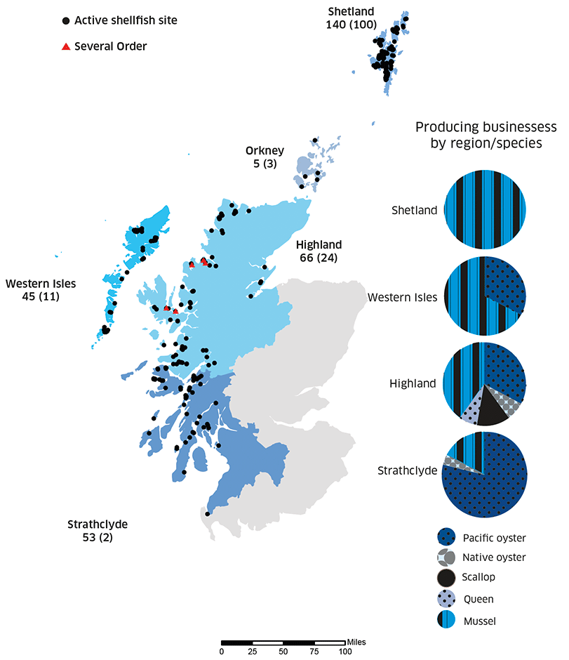 This is a map showing the distribution of active shellfish sites in Scotland in 2021. The map is split into five areas: Shetland, Orkney, Western Isles, Highland and Strathclyde and has black dots showing where each site is on the map. There are also five red triangles showing the location of the Several Order which are currently in place for scallop fisheries, these are all located in the Highland region. Pie charts show number of producing businesses by region and species.