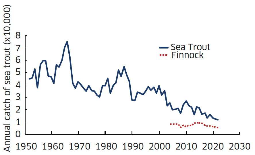 Line graph showing annual catch of sea trout since 1952 and finnock since 2004