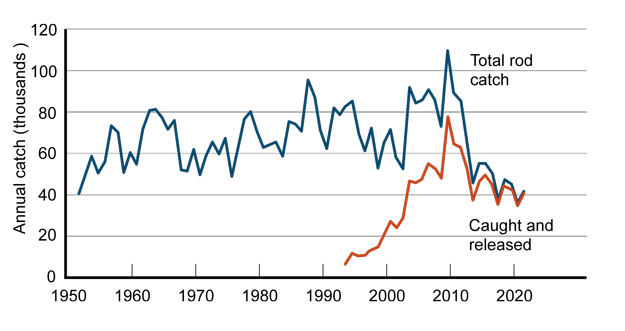 Line chart with two lines: one showing total rod catch of salmon increasing from 1952 until 2010 and decreasing since; the other showing released rod catch increasing from 1994 until 2010, and declining since. The total rod catch and released rod catch lines are converging