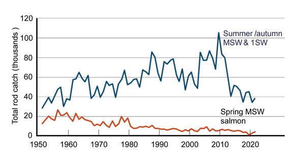 Line chart with two lines: one showing annual catch of summer/autumn MSW and 1SW salmon increasing from 1952 to a peak in 2010, and declining since; the other showing catch of spring MSW salmon declining since 1952