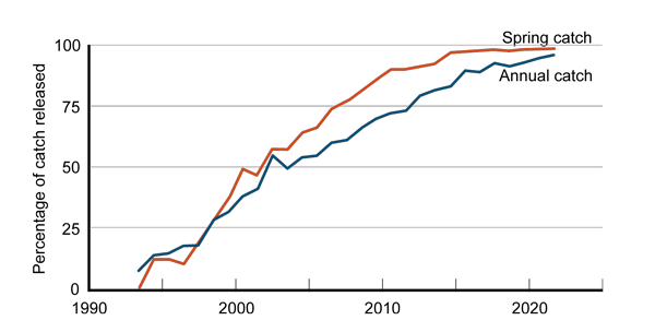 Line chart with two lines showing increasing percentages released for both spring catch and annual catch. The percentage of the annual catch being released has increased more slowly that of the spring catch. 