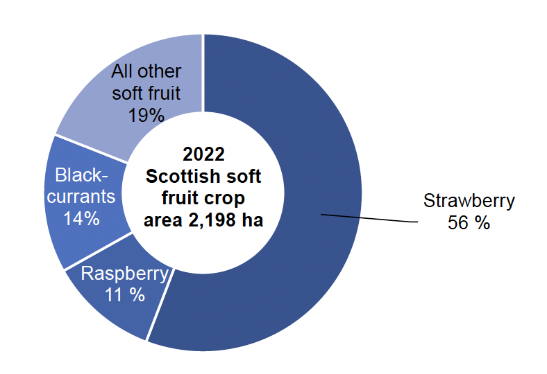 Doughnut chart showing percentage areas of soft fruit crop types grown in Scotland in 2022.  A total of 2,189 ha of soft fruit crops were grown, including multi-cropping, of which, strawberries accounted for 56% of the soft fruit area, blackcurrants 14% and raspberries 11%.  Other soft fruit crops consisting of blueberries, blackberries, gooseberries, redcurrants and other minor crops accounted for 19%.  