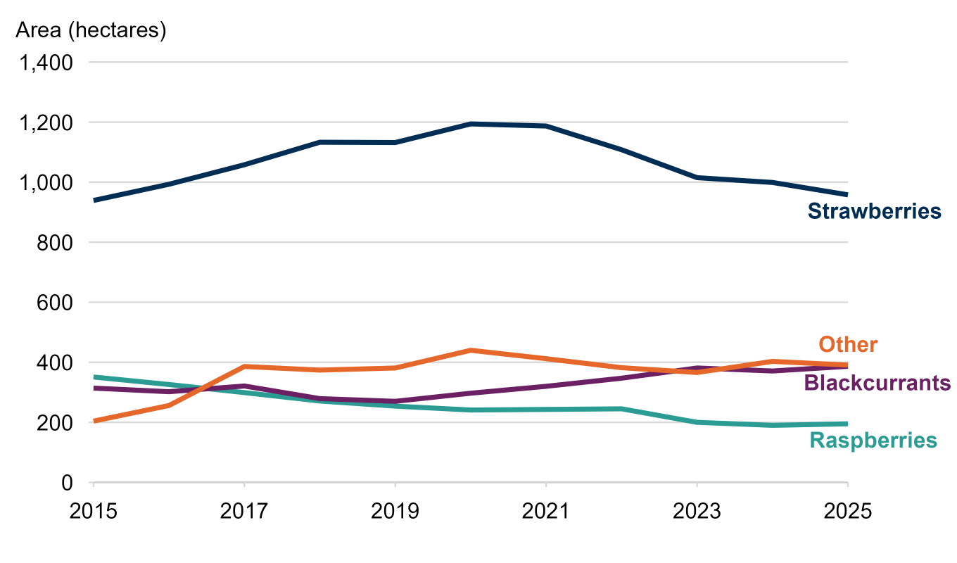 A line chart showing the area used to grow strawberries, raspberries, blackcurrants and other fruits, from 2015 to 2025. The area used to grow strawberries increased until 2020, then declined from 2021 onward. Blackcurrants and other fruits increased slightly, while raspberries decreased.
