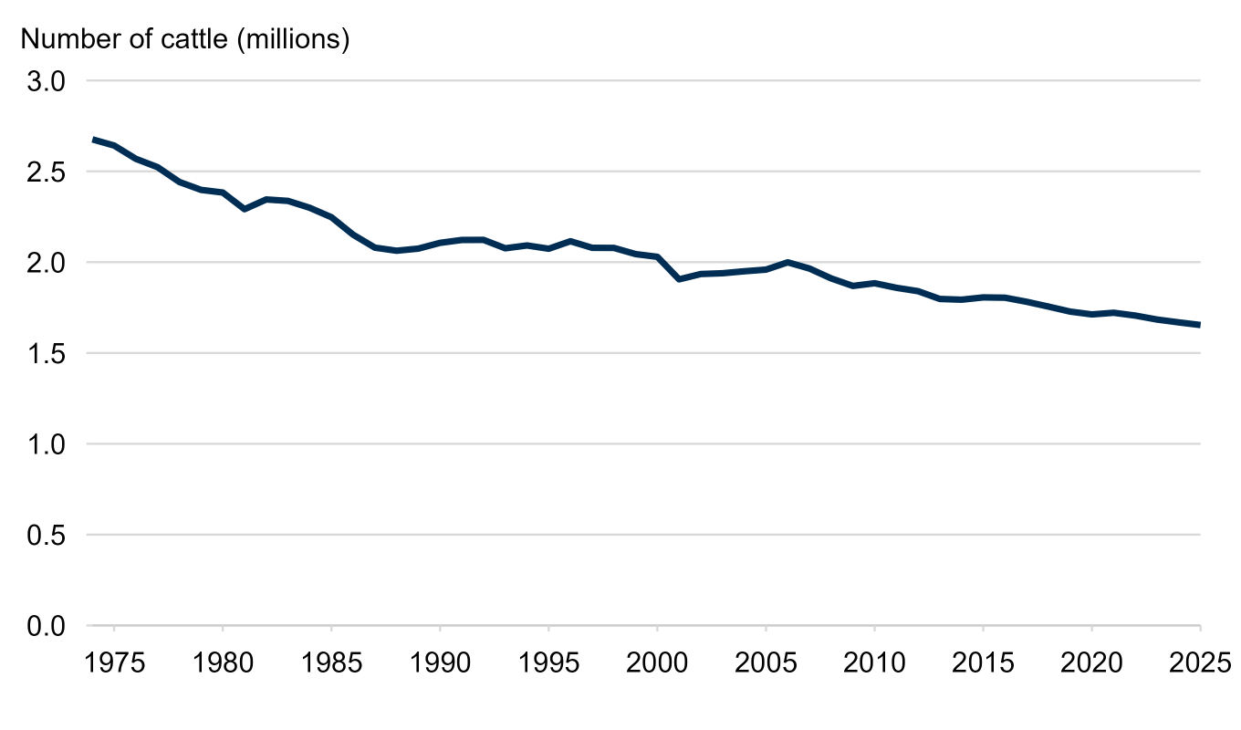 Line graph showing the decline in total cattle from a peak in 1974 (at 2.68 million cattle) to 2025 (1.65 million cattle).