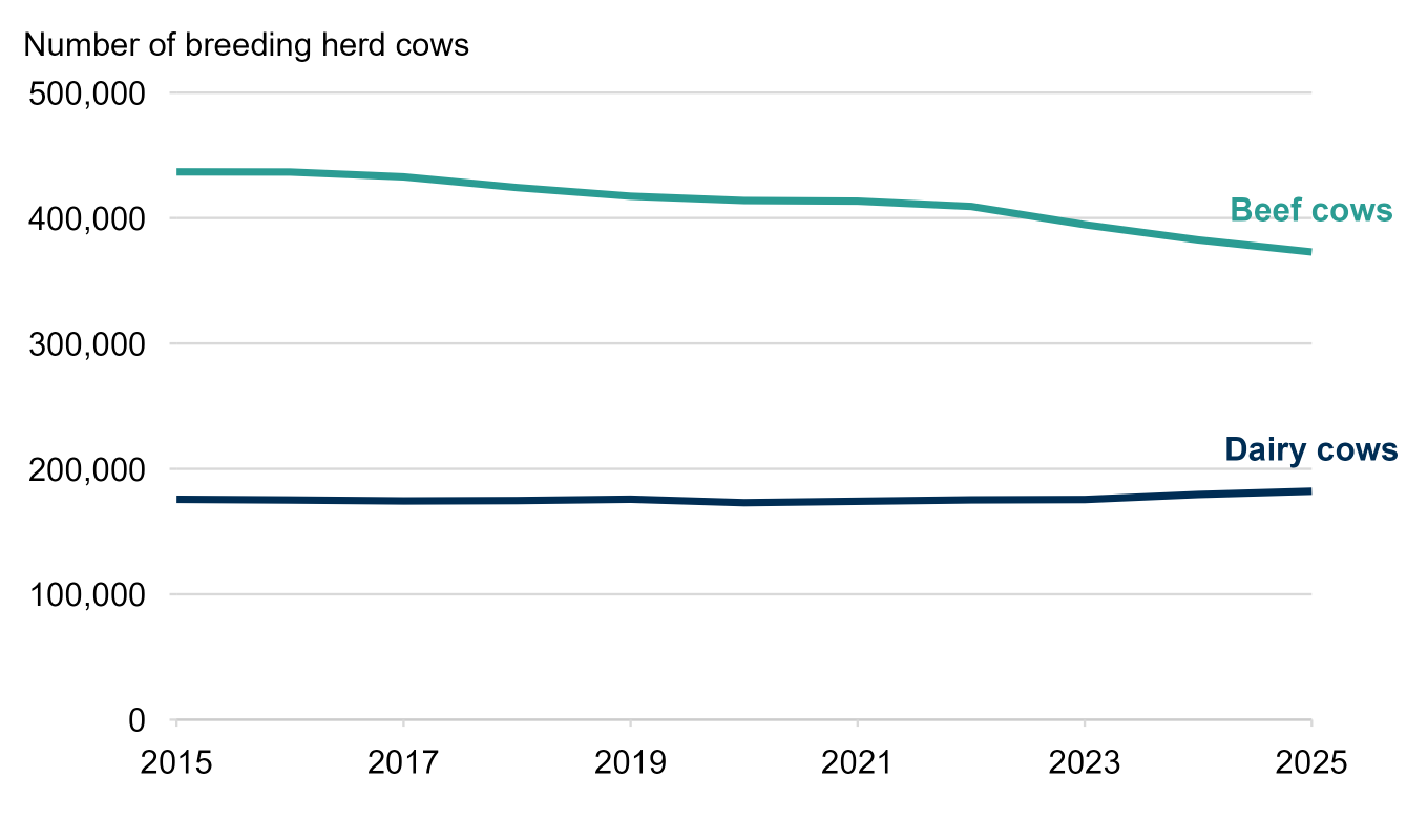 Line chart with two lines presenting the number of beef and dairy cows (breeding herd cows) between 2015 and 2025. Beef breeding cows have decreased from 436,800 in 2015 to 373,000 in 2025. Dairy cows have increased between 2015 and 2025 from 175,700 to 182,200 .