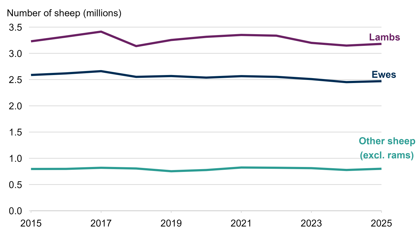 Line chart showing changes in the number of lambs, ewes, and other sheep between 2015 and 2025. The number of lambs was 3.18 million in 2025. The number of ewes has decreased from 2.59 million in 2015 to 2.47 million in 2025. Over the same period, other sheep one year and over (one year old and over for breeding, and other purposes) have fluctuated at around 800,000 sheep.