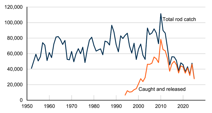 Line chart with two lines: one showing total rod catch of salmon increasing from 1952 until 2010 and decreasing since; the other showing released rod catch increasing from 1994 until 2010, and declining since. The total rod catch and released rod catch lines are converging.