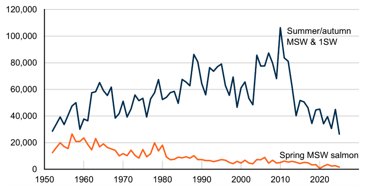 Line chart with two lines: one showing annual catch of summer/autumn MSW and 1SW salmon increasing from 1952 to a peak in 2010, and declining since; the other showing catch of spring MSW salmon declining since 1952.