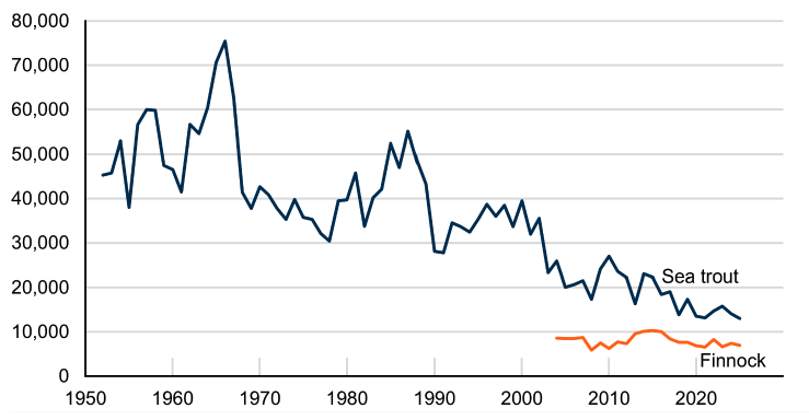 Line chart with two lines showing decreasing sea trout catch since the mid-1960s, and stable finnock catch since 2004.