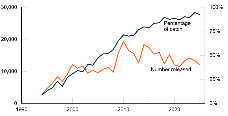 Line chart with two lines showing an increase in the percentage sea trout released since 1994. The number released increases with the percentage until its peak in 2010 then stabilised.