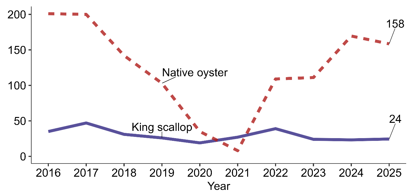 Line chart showing native oyster and king scallop production in thousands of shells from 2016 to 2025 for table use.