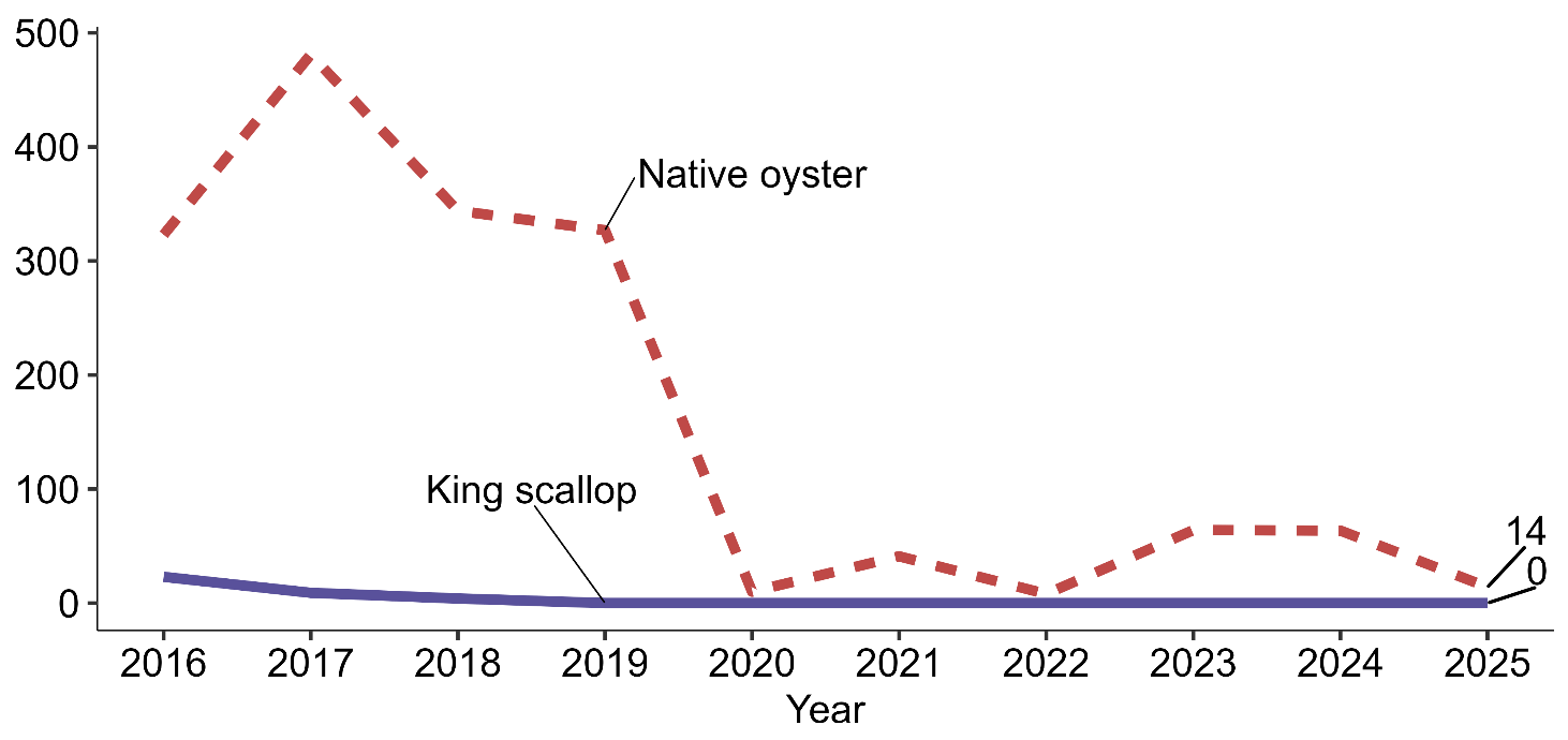 Line chart showing native oyster and king scallop production in thousands of shells from 2016 to 2025 for on‑growing.