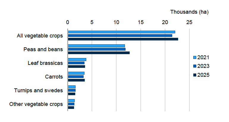 Bar chart showing area of vegetable crops grown in Scotland in 2021, 2023 and 2025.  In 2025 peas and beans accounted for ca. 12,700 ha, leaf brassicas ca. 3,500 ha, carrots ca. 3,500 ha, turnips and swedes ca. 1,500 ha and other vegetable crops ca. 1,300 ha.