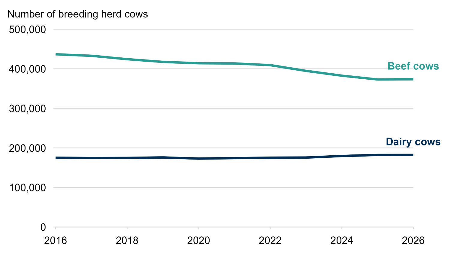 Line chart with two lines presenting the number of beef and dairy cows (breeding herd cows or female cattle aged 2 years and over with offspring) between 2016 and 2026. Beef breeding cows have decreased from 436,600 in 2016 to 373,500 in 2026. Dairy cows have increased between 2016 and 2026 from 175,200 to 182,300.