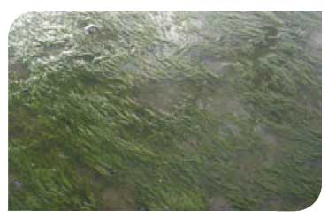 Seagrasses