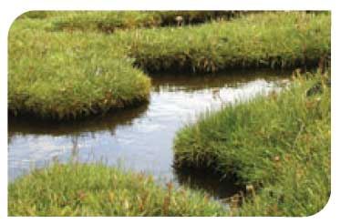 Saltmarsh