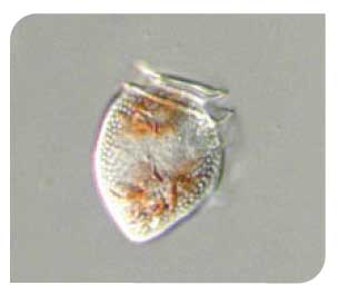 Dinophysis species