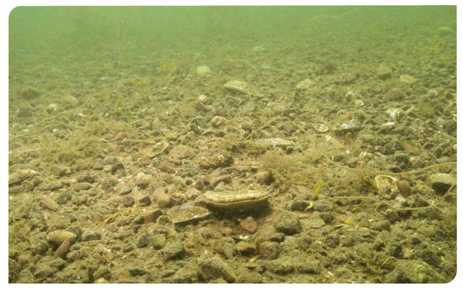 Native oyster