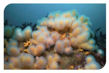 Soft coral with dead man's fingers