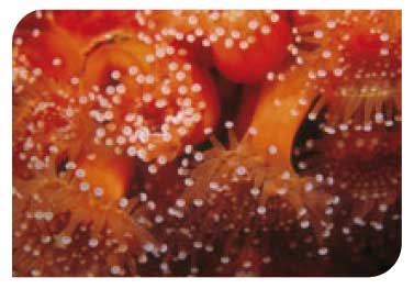 Orange jewel anemones