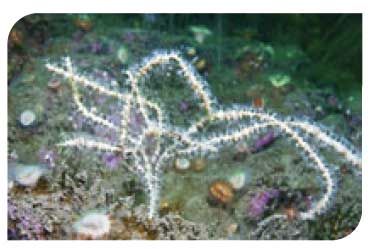 Caryophyllia smithii and Swiftia pallida on circalittoral rock