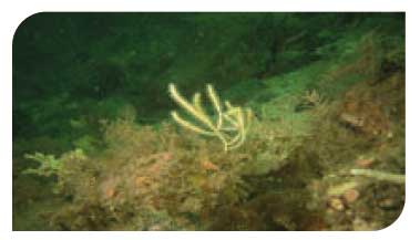 Mixed turf with northern sea fan