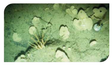 Deep sponge communities
