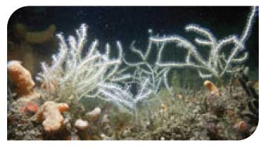 Northern sea fan Swiftia pallida