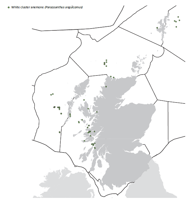 White cluster anemone map