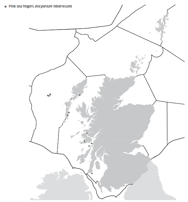 Pink sea fingers map