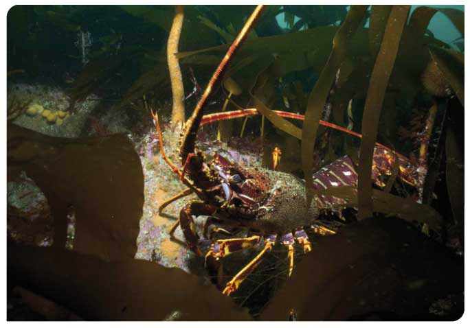 European spiny lobster