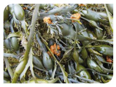 Fucoids in tide-swept conditions
